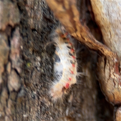 Trichiocercus sparshalli (Sparshall's Moth) at Lyneham, ACT - 10 Nov 2024 by Hejor1