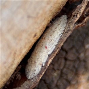 Ledromorpha planirostris at Lyneham, ACT - 10 Nov 2024 05:55 PM