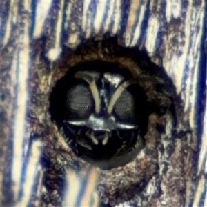 Williamsita sp. (genus) at Lyneham, ACT - 10 Nov 2024 06:00 PM