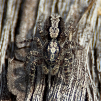 Clynotis severus (Stern Jumping Spider) at Lyneham, ACT - 10 Nov 2024 by Hejor1