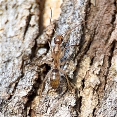 Camponotus claripes (Pale-legged sugar ant) at Lyneham, ACT - 10 Nov 2024 by Hejor1