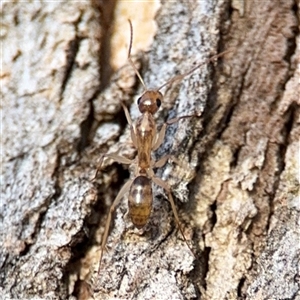 Camponotus claripes at Lyneham, ACT - 10 Nov 2024 06:05 PM