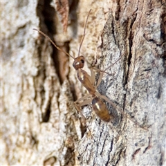 Camponotus claripes at Lyneham, ACT - 10 Nov 2024 06:05 PM