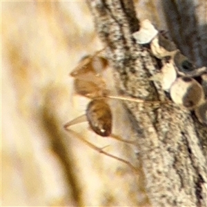 Camponotus claripes at Lyneham, ACT - 10 Nov 2024 06:05 PM