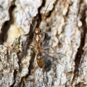 Camponotus claripes at Lyneham, ACT - 10 Nov 2024 06:05 PM