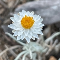 Leucochrysum albicans subsp. tricolor (Hoary Sunray) at Kenny, ACT - 8 Nov 2024 by Clarel