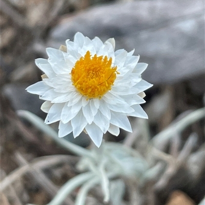 Leucochrysum albicans subsp. tricolor (Hoary Sunray) at Kenny, ACT - 8 Nov 2024 by Clarel