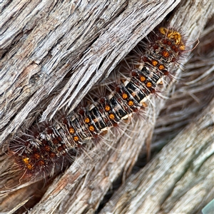 Chelepteryx chalepteryx at Lyneham, ACT - 10 Nov 2024