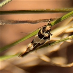 Macrobathra desmotoma at O'Connor, ACT - 10 Nov 2024