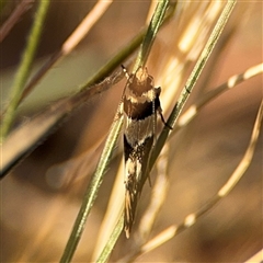 Macrobathra desmotoma at O'Connor, ACT - 10 Nov 2024