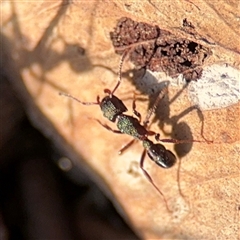 Rhytidoponera metallica at O'Connor, ACT - 10 Nov 2024