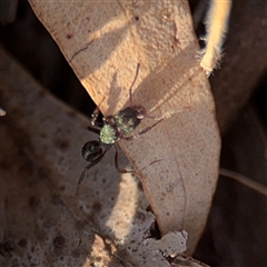 Rhytidoponera metallica at O'Connor, ACT - 10 Nov 2024