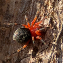 Scotospilus sp. (genus) (A drawf sheet spider) at Lyneham, ACT - 10 Nov 2024 by Hejor1