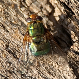 Rutilia (Rutilia) sp. (genus & subgenus) at Lyneham, ACT - 10 Nov 2024