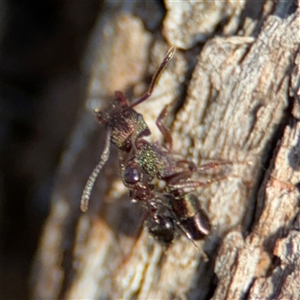 Rhytidoponera metallica at Lyneham, ACT - 10 Nov 2024 06:28 PM