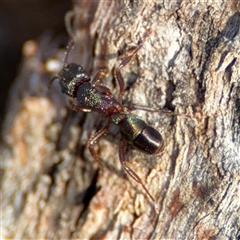 Rhytidoponera metallica at Lyneham, ACT - 10 Nov 2024 06:28 PM