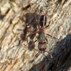 Rhytidoponera metallica at Lyneham, ACT - 10 Nov 2024 06:28 PM