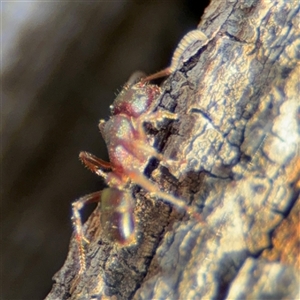 Rhytidoponera metallica at Lyneham, ACT - 10 Nov 2024 06:28 PM