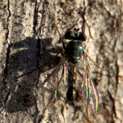 Dolichopodidae (family) (Unidentified Long-legged fly) at O'Connor, ACT - 10 Nov 2024 by Hejor1