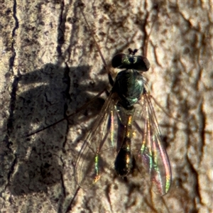 Dolichopodidae (family) at O'Connor, ACT - 10 Nov 2024