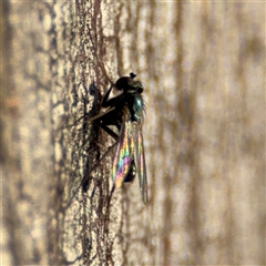 Dolichopodidae (family) at O'Connor, ACT - 10 Nov 2024