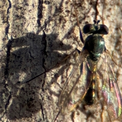 Dolichopodidae (family) at O'Connor, ACT - 10 Nov 2024