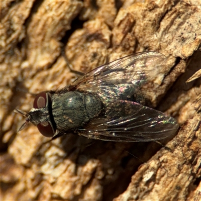 Musca sp. (genus) at Lyneham, ACT - 10 Nov 2024 by Hejor1