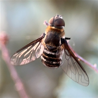 Villa sp. (genus) (Unidentified Villa bee fly) at Lyneham, ACT - 10 Nov 2024 by Hejor1