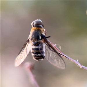 Villa sp. (genus) at Lyneham, ACT - 10 Nov 2024