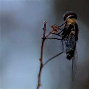 Villa sp. (genus) at Lyneham, ACT - 10 Nov 2024