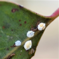 Aleyrodidae sp. (family) (Whitefly) at Lyneham, ACT - 10 Nov 2024 by Hejor1