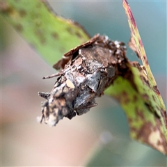 Hyalarcta huebneri at Lyneham, ACT - 10 Nov 2024 06:40 PM