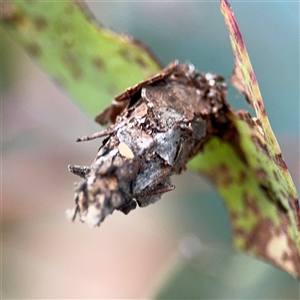 Hyalarcta huebneri at Lyneham, ACT - 10 Nov 2024 06:40 PM