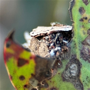 Hyalarcta huebneri at Lyneham, ACT - 10 Nov 2024 06:40 PM