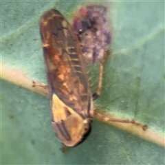 Brunotartessus fulvus (Yellow-headed Leafhopper) at Lyneham, ACT - 10 Nov 2024 by Hejor1