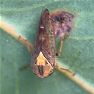 Brunotartessus fulvus at Lyneham, ACT - 10 Nov 2024 06:44 PM