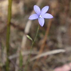 Wahlenbergia sp. (Bluebell) at O'Connor, ACT - 9 Nov 2024 by Clarel