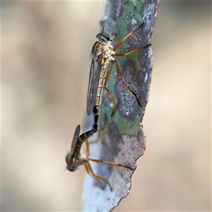 Cerdistus sp. (genus) at Lyneham, ACT - 10 Nov 2024 06:46 PM