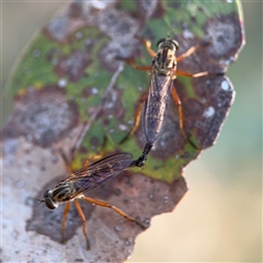 Cerdistus sp. (genus) at Lyneham, ACT - 10 Nov 2024 06:46 PM