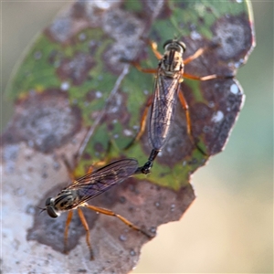 Cerdistus sp. (genus) at Lyneham, ACT - 10 Nov 2024 06:46 PM