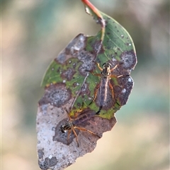 Cerdistus sp. (genus) at Lyneham, ACT - 10 Nov 2024 06:46 PM