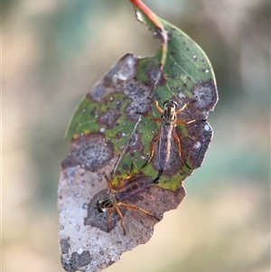 Cerdistus sp. (genus) at Lyneham, ACT - 10 Nov 2024