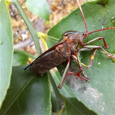 Musgraveia sulciventris (Bronze Orange Bug) at Watson, ACT - 11 Nov 2024 by abread111