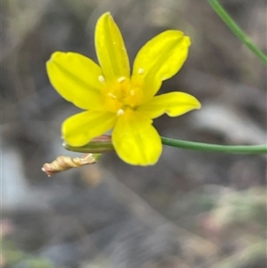 Tricoryne elatior at Kenny, ACT - 8 Nov 2024