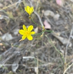 Tricoryne elatior at Kenny, ACT - 8 Nov 2024