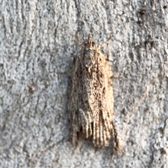 Acropolitis (genus) (A Tortricid moth) at Lyneham, ACT - 10 Nov 2024 by Hejor1