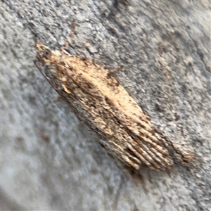 Acropolitis (genus) at Lyneham, ACT - 10 Nov 2024