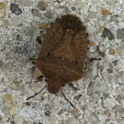 Dictyotus conspicuus (A shield or stink bug) at Russell, ACT - 11 Nov 2024 by Hejor1