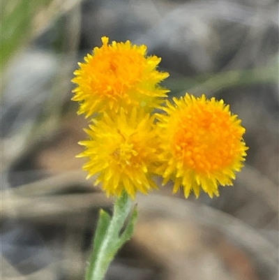 Chrysocephalum apiculatum (Common Everlasting) at Kenny, ACT - 8 Nov 2024 by Clarel