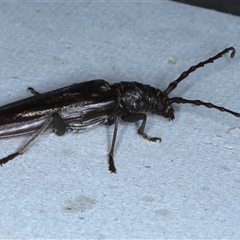 Pachydissus sericus (Longhorn beetle) at Rosedale, NSW - 8 Nov 2024 by jb2602